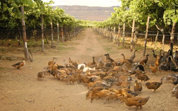 Wein ohne Sulfite
